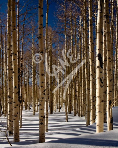 UTAH Birch Trees in Winter